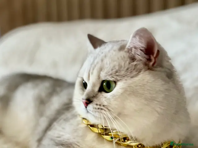 British Shorthair cats for stud: ACTIVE reg 𝑮𝑪𝑪𝑭/TICA BSH CHINCHILLA 🏆 - Advert 14