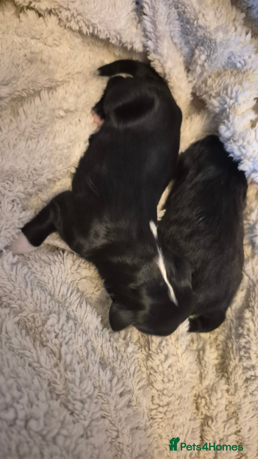Mixed Breed dogs for sale: OES/ Golden Oldie Cross - Image 2