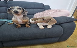 Miniature Dachshund dogs for sale: 2 miniature dachshunds must stay together - Image 4