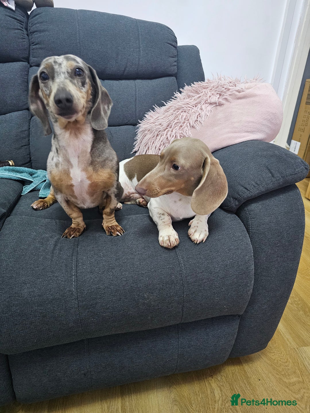 Miniature Dachshund dogs for sale: 2 miniature dachshunds must stay together - Image 4