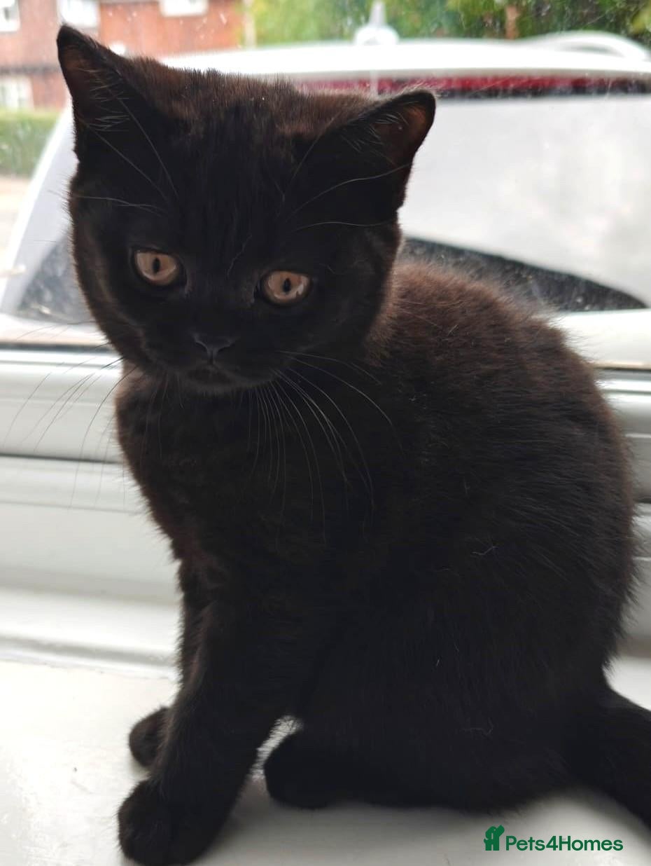 British Shorthair cats Beautiful Black BSH Kittens £995 GCCF ready 18/9 - Advert 2