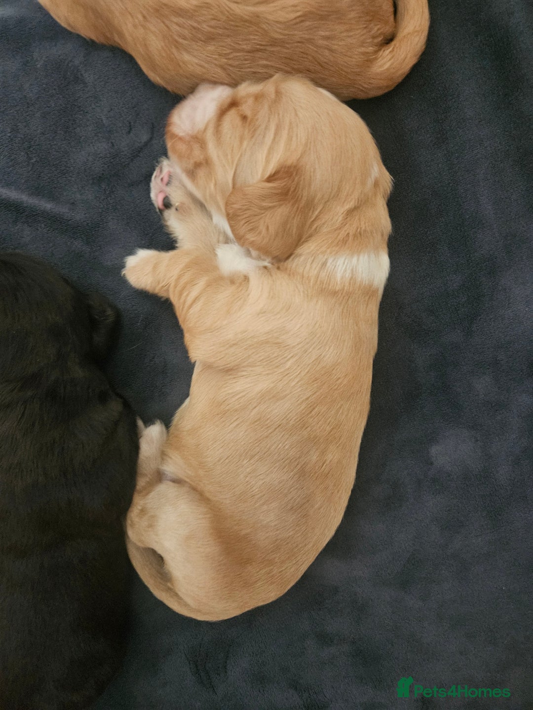 Cocker Spaniel dogs for sale: KC Reg Cocker Spaniel Puppies - Image 7