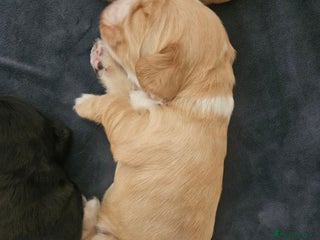 Cocker Spaniel dogs - Advert 3