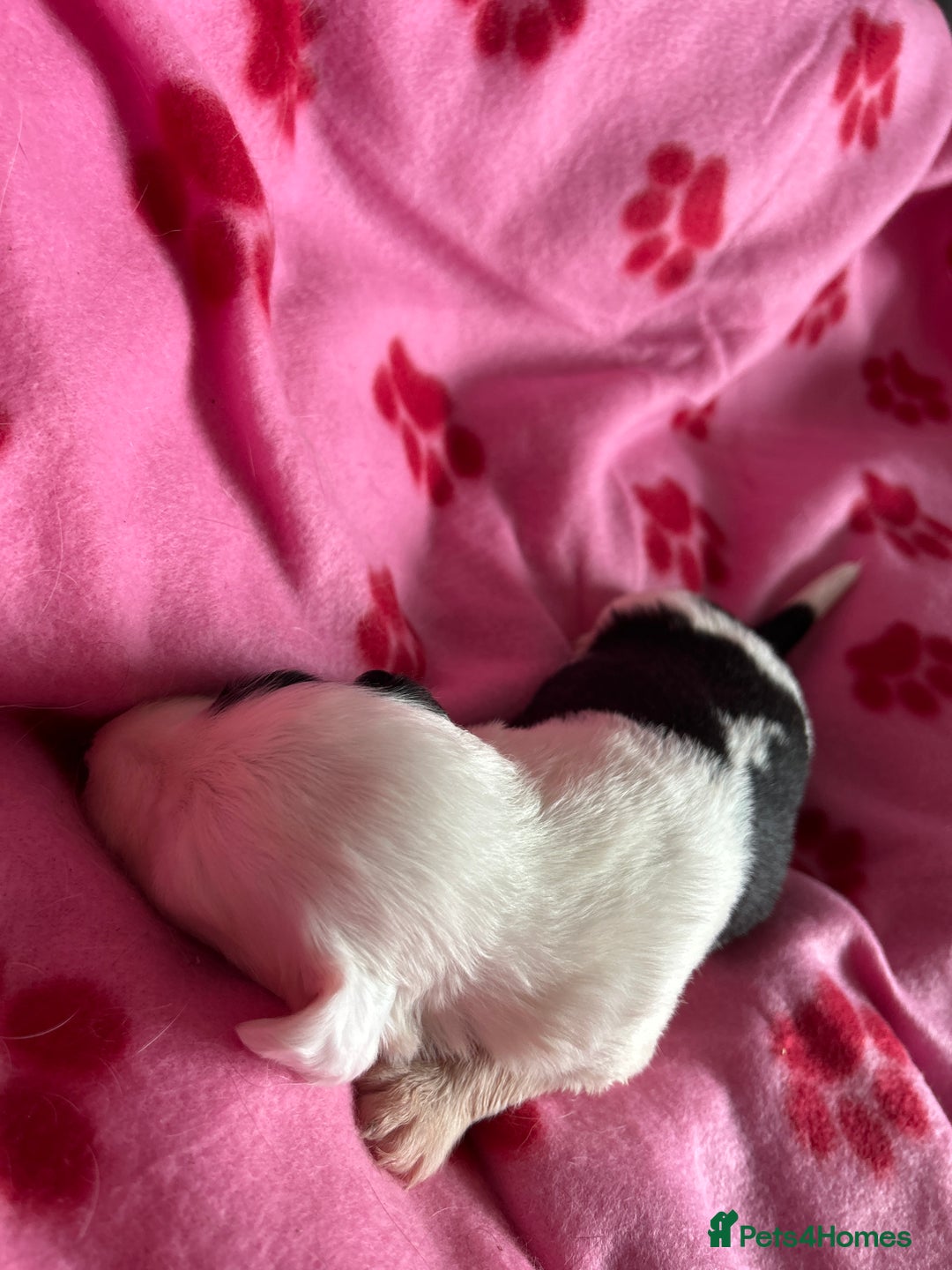 Sprollie dogs for sale: Sprollie puppies looking for  loving homes  - Image 6