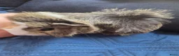 Guinea Pig rodents for sale: Half Peruvian semi long hair girl - Advert 6