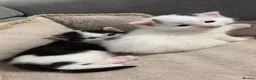 Turkish Van cats for sale: Turkish Van Kittens – Boy & Girl Ready to Go 🤍🖤 - Advert 6