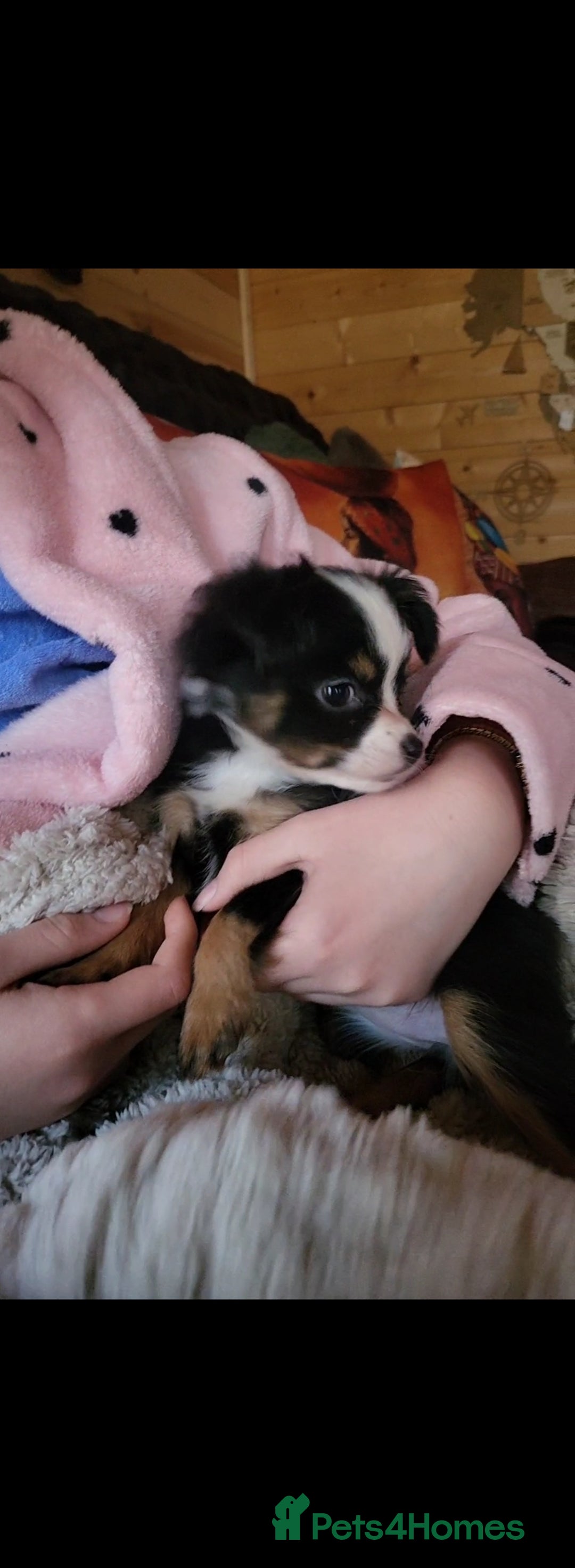 Chihuahua dogs for sale: Chihuahua long-haired female  - Advert 3