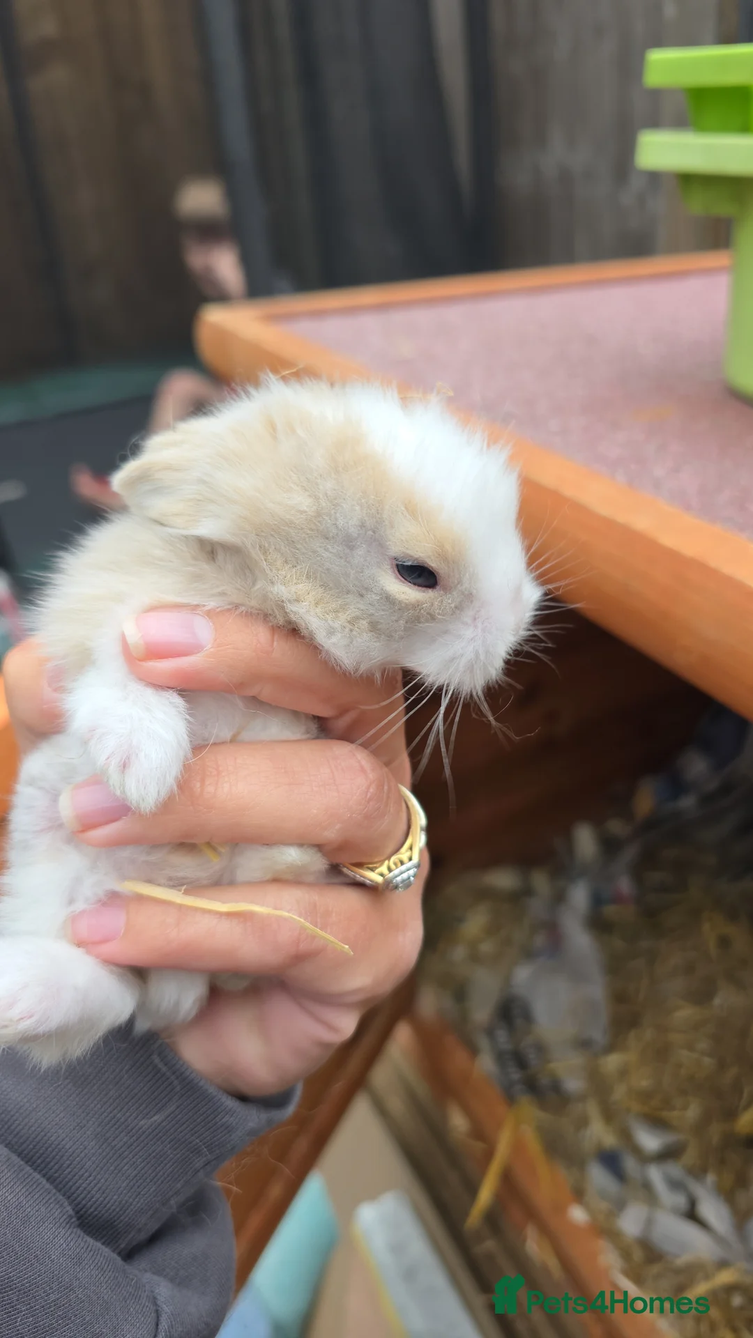Lionhead rabbits for sale: Double maned lionhead babies - Advert 10