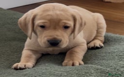 Labrador Retriever dogs for sale: Labrador Puppies - Image 2