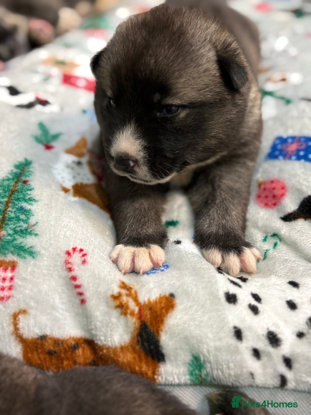 Huskita dogs for sale: american akuta X husky - Advert 8