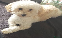 Maltipoo dogs for sale: ✨ Adorable Tiny Maltipoo Puppies For Sale! ✨  - Image 12