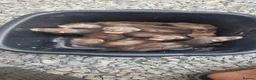 Ferret rodents for sale: Ferret kits  in Bishop Auckland - Advert 9