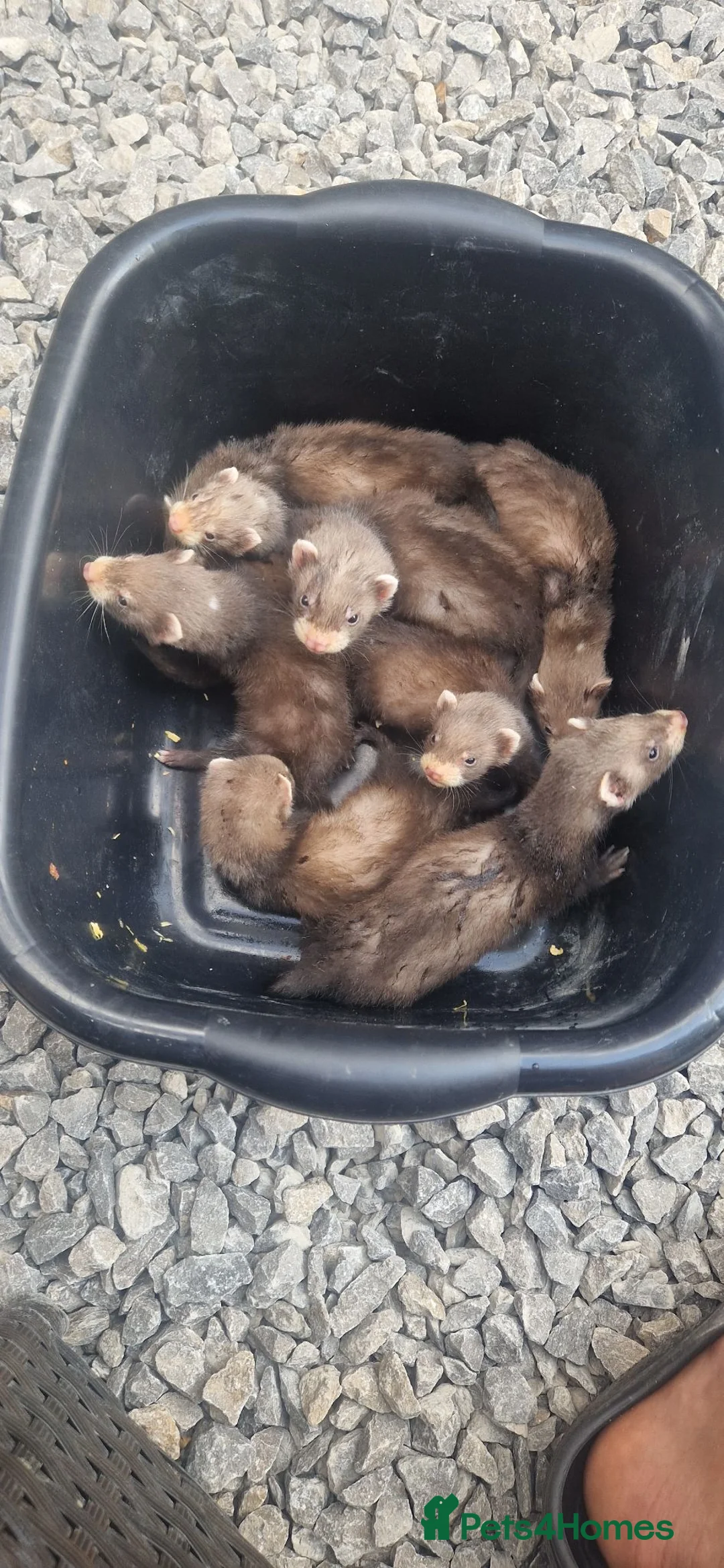 Ferret rodents for sale: Ferret kits  in Bishop Auckland - Advert 9