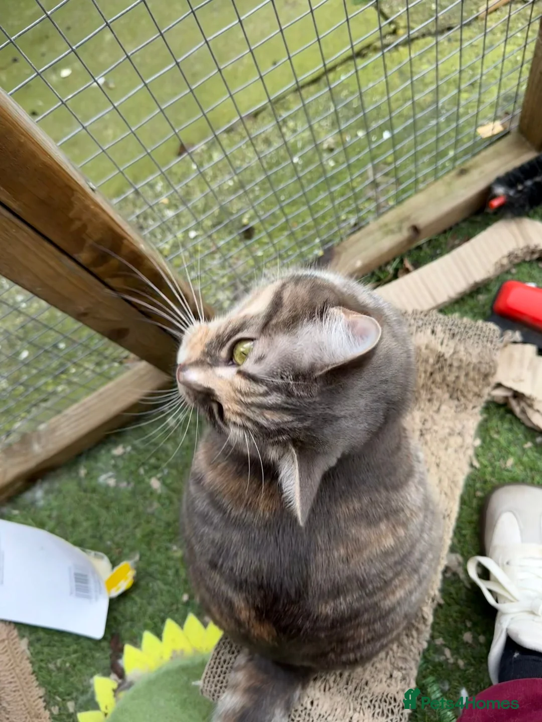 Ragdoll cats for sale: Ragdoll cross tabby needs her forever home - Advert 2