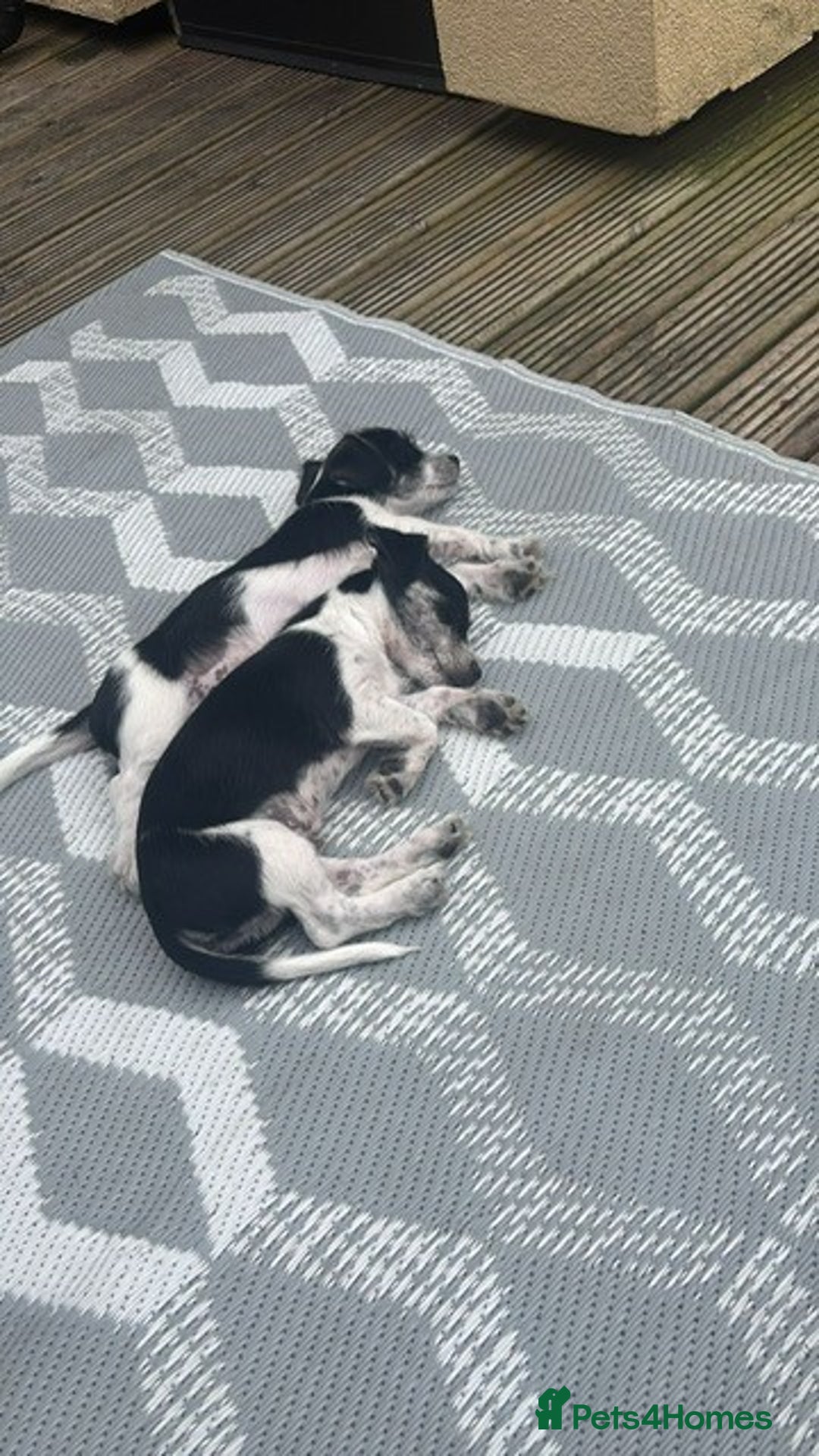 Mixed Breed dogs for sale: 2 Dogs - 7 months old  - Advert 3