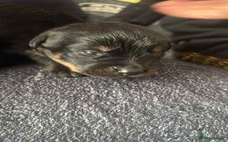 Mixed Breed dogs for sale: Beautiful Black Labrador/Rottweiler puppies - Image 8