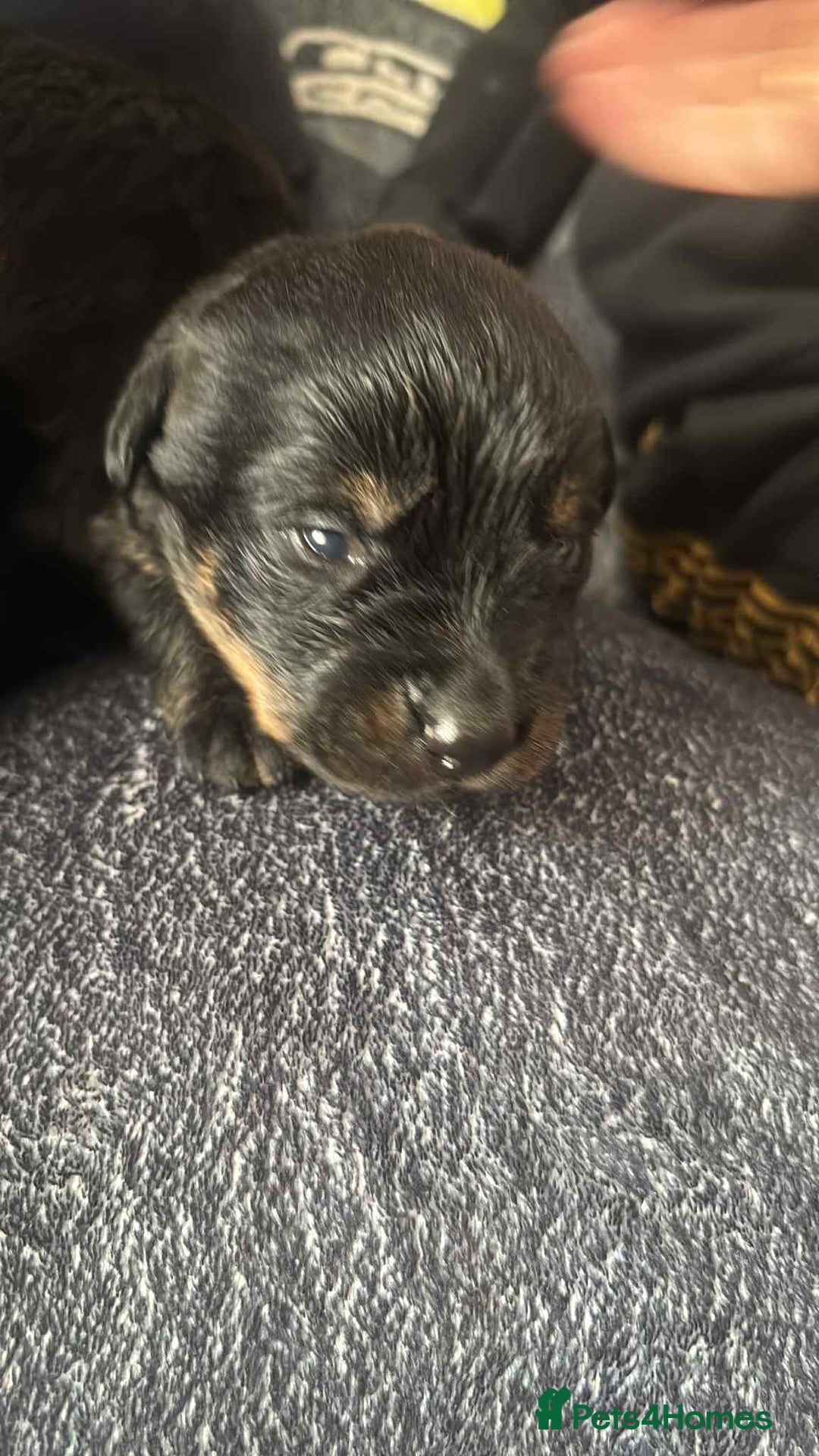 Mixed Breed dogs for sale: Beautiful Black Labrador/Rottweiler puppies - Image 8