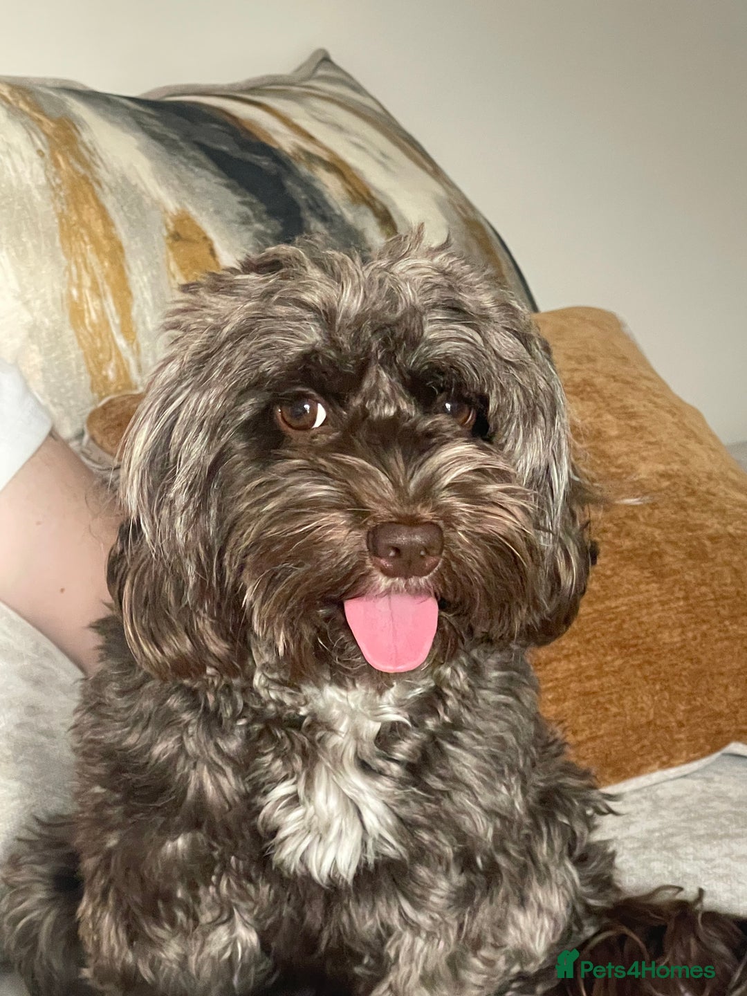 Cockapoo dogs for sale: STUNNING F2 cockapoo puppies for sale  - Advert 3