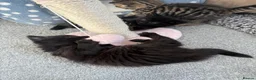Mixed Breed cats for sale: Two beautiful female kittens  in Stevenage - Advert 9