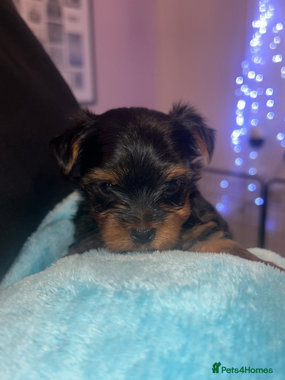 Yorkshire Terrier dogs for sale: Stunning Yorkshire Terriers Puppies  - Advert 3