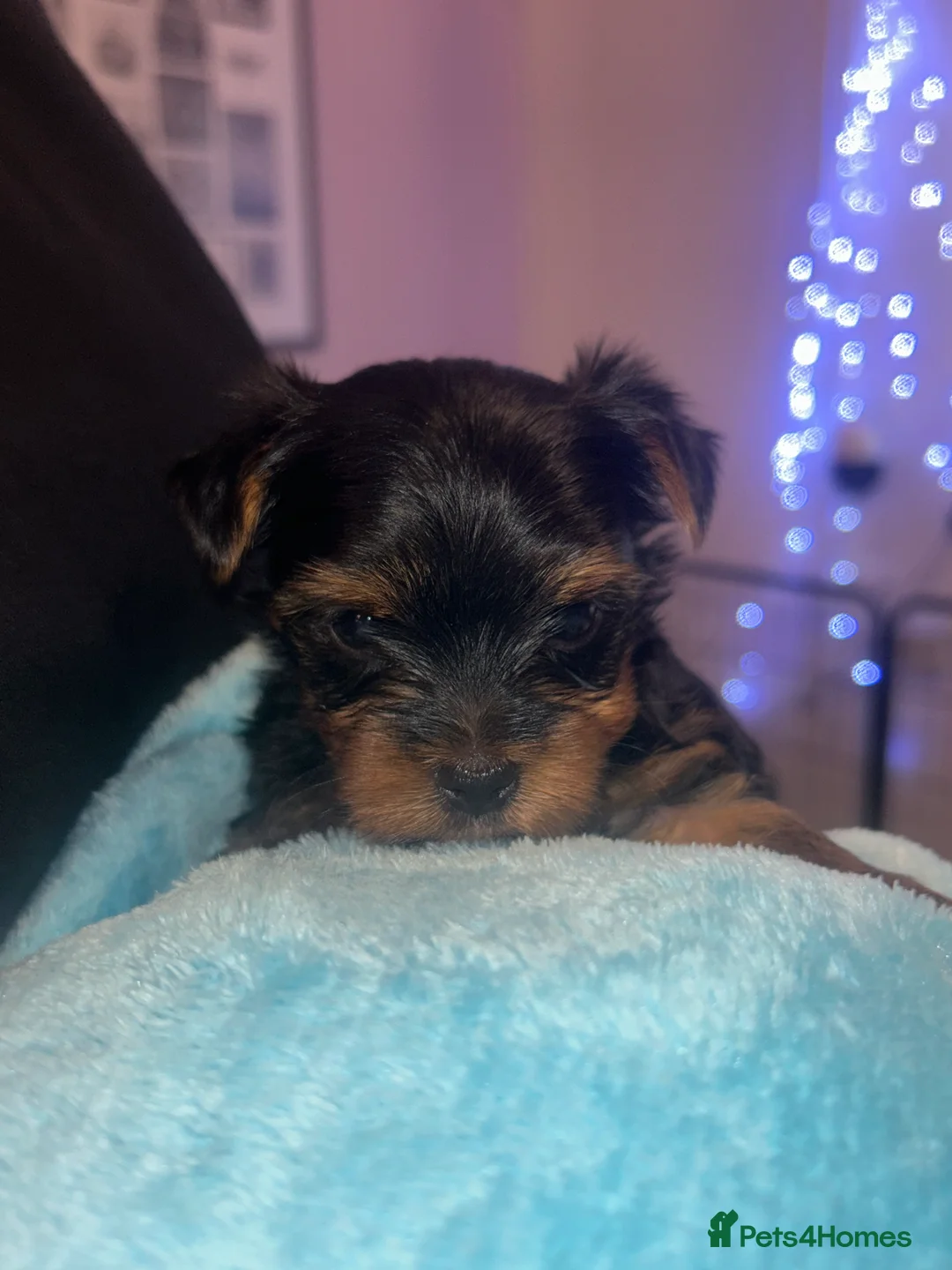 Yorkshire Terrier dogs for sale: Stunning Yorkshire Terriers Puppies  - Advert 3