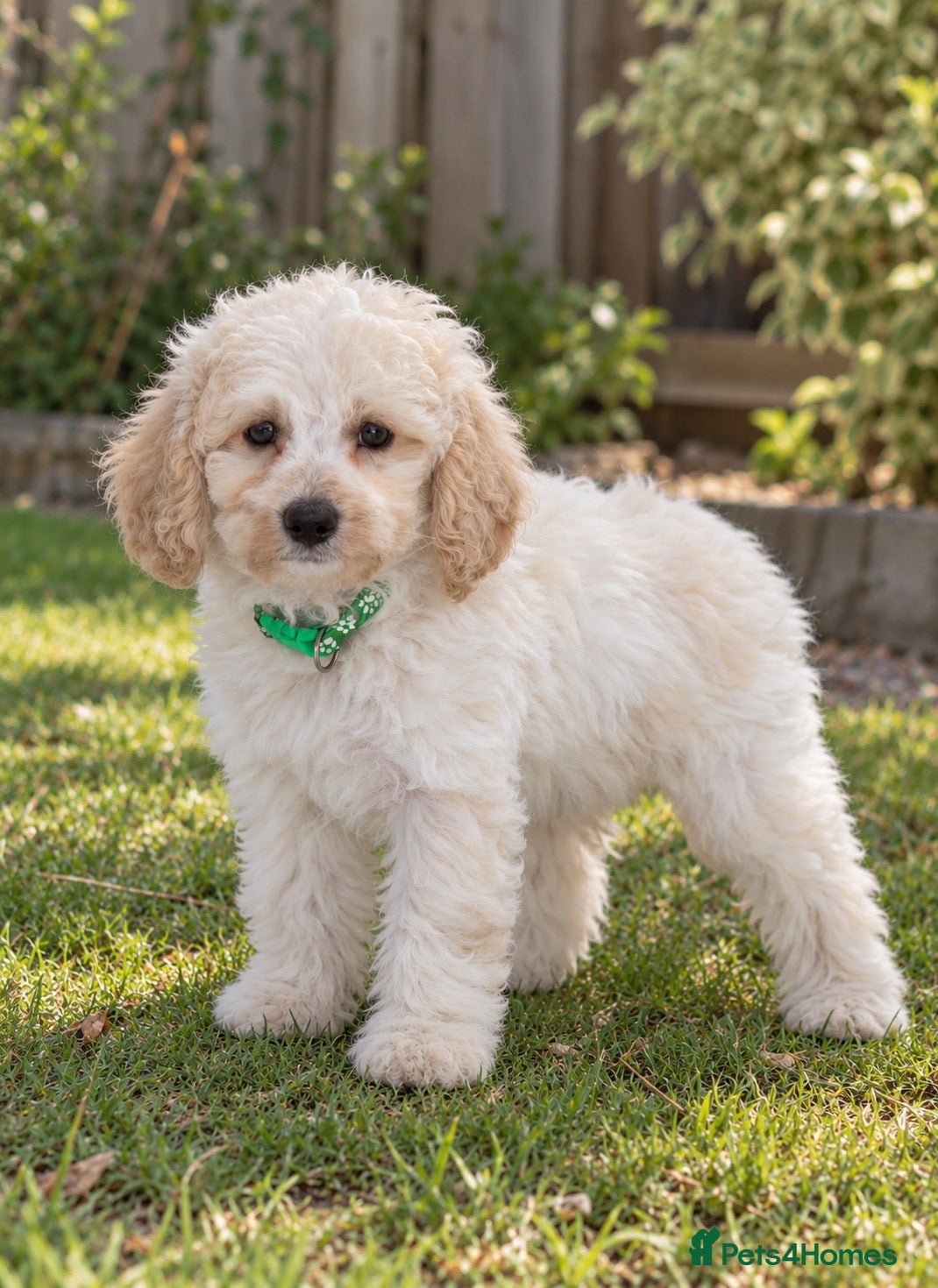 Labradoodle dogs DNA Health tested F2B Miniature Labradoodle pups - Advert 2