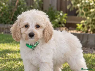 Labradoodle dogs DNA Health tested F2B Miniature Labradoodle pups - Advert 2