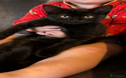 Mixed Breed cats for sale: FREE to a good home  - Image 2