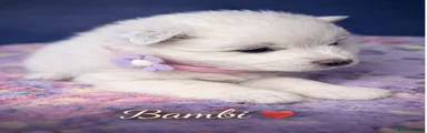 Samoyed Puppy 2 * Bambi