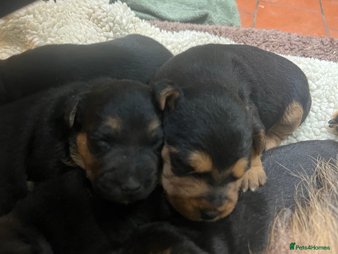 Mixed Breed dogs for sale: Stunning Lakeland X Jack Russell Pups  - Advert 7