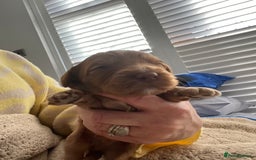 Australian Labradoodle dogs for sale: Multi Generational Australian Labradoodle Puppies - Image 16