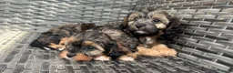 Cavapoo dogs for sale: Amazing coloured fi cavapoo health tested parents  - Advert 2