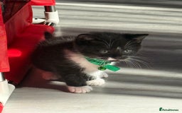 British Shorthair cats for sale: Beautiful bred British shorthairs  - Image 18