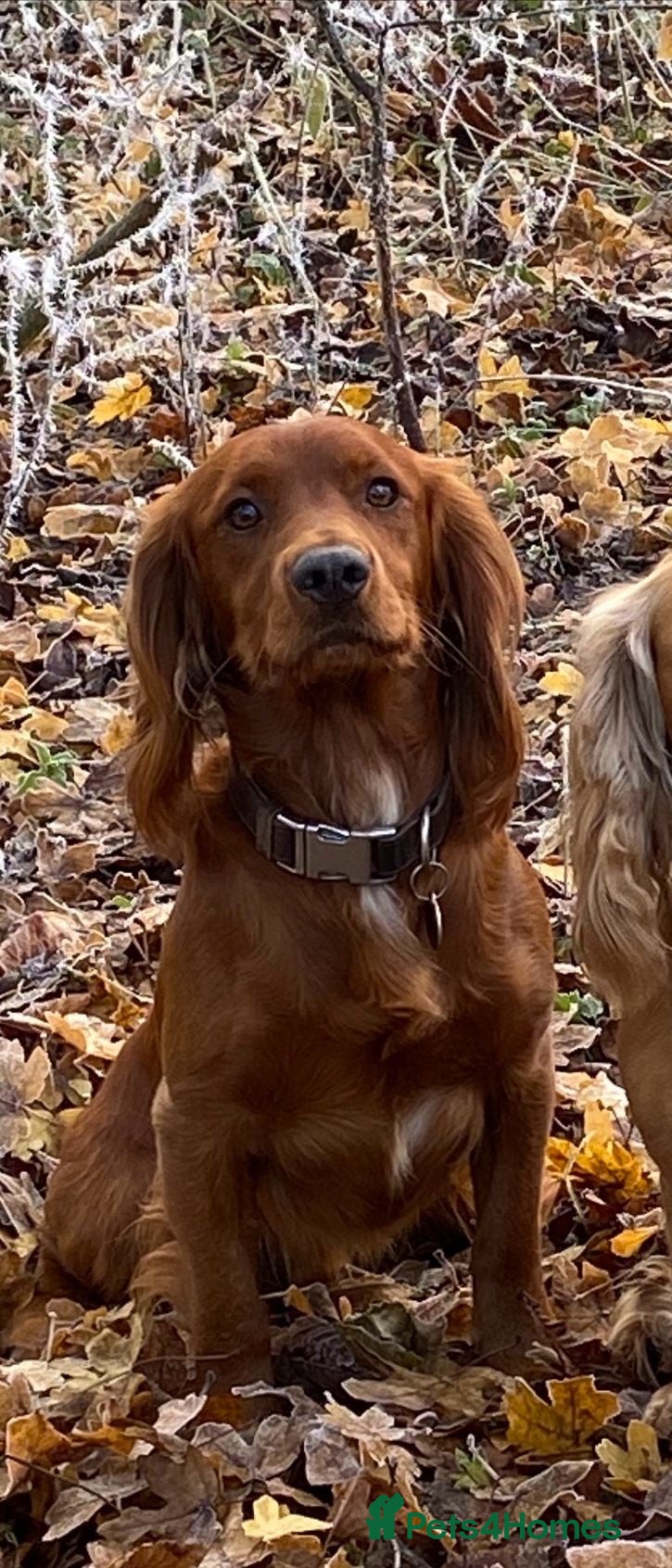 Cocker Spaniel dogs KC Reg full health tested quality Cocker Spaniels - Advert 2