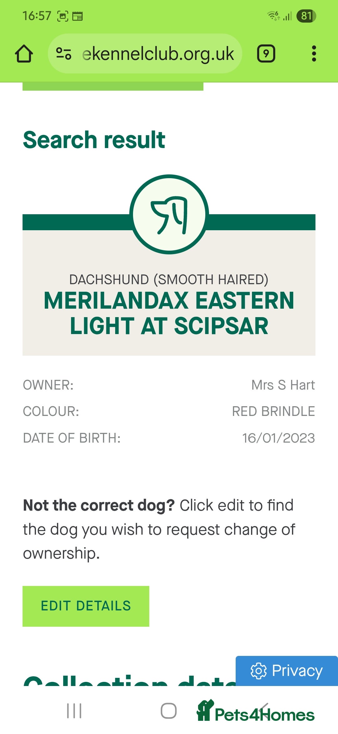 Dachshund dogs for stud: Red brindle daschund for stud - Image 5