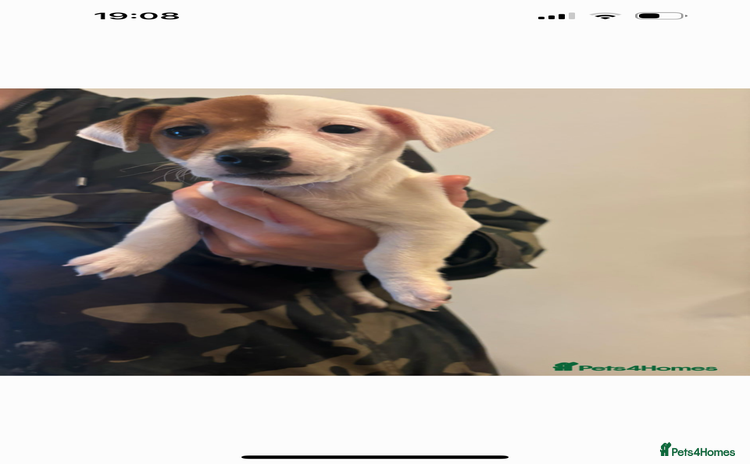 Jack Russell dogs - Advert 6