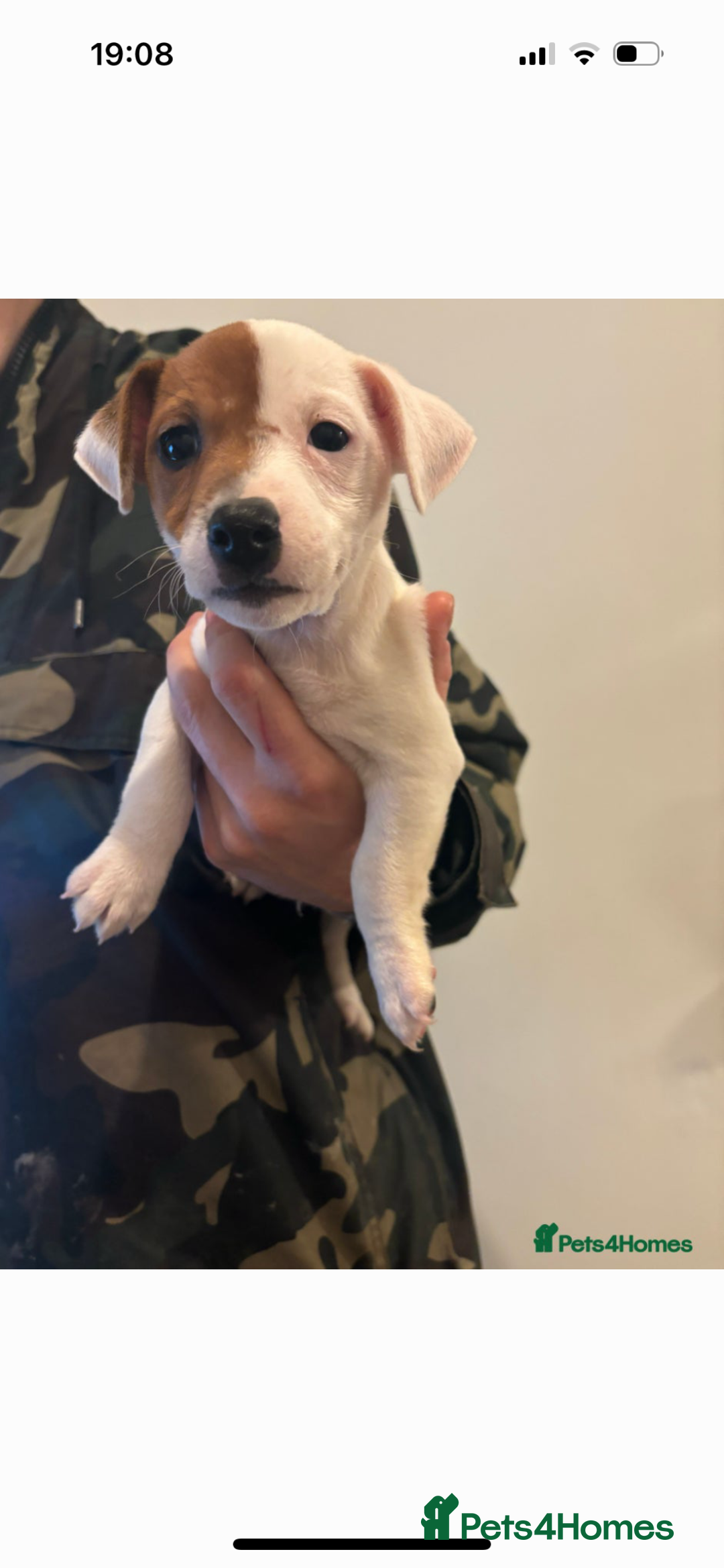 Jack Russell dogs for sale: Jack Russell puppy dog  - Image 1