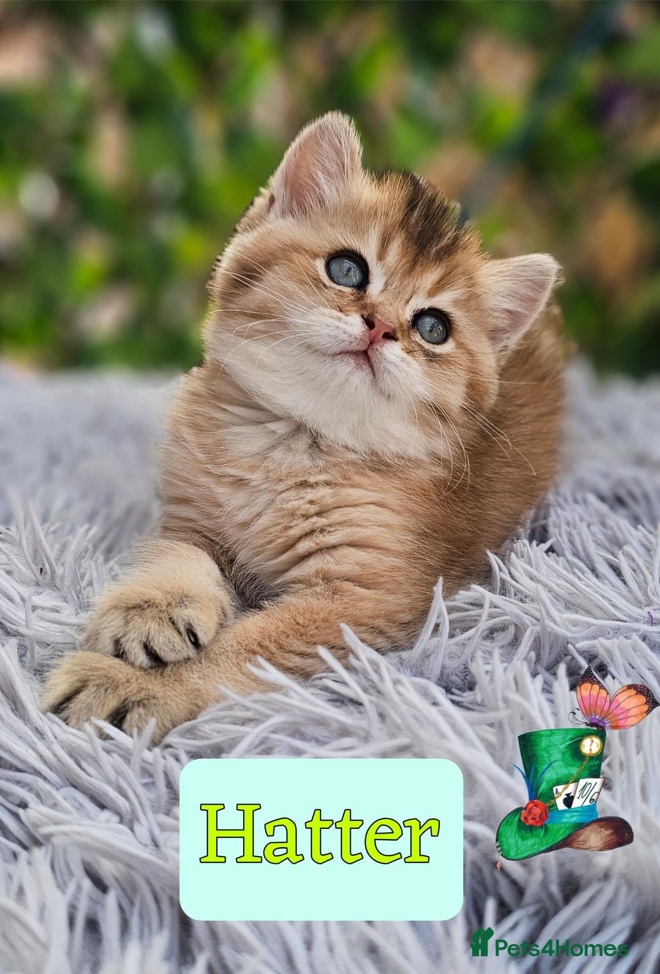 British Longhair cats ✨️🧸 Stunning Babies, GCCF Registered ✨️🧸 - Advert 1