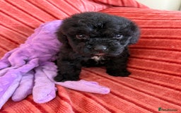 Cockapoo dogs for sale: F2 CockerPoos  - Image 8