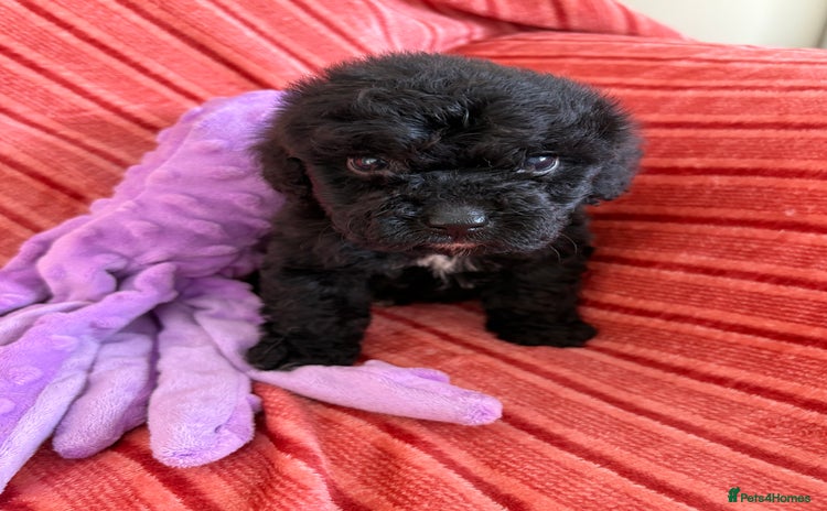 Cockapoo dogs - Advert 9