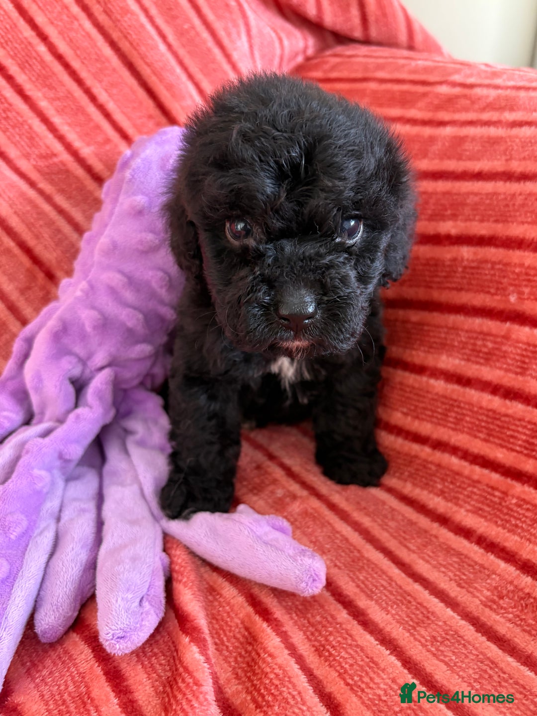 Cockapoo dogs for sale: F2 CockerPoos  - Image 8