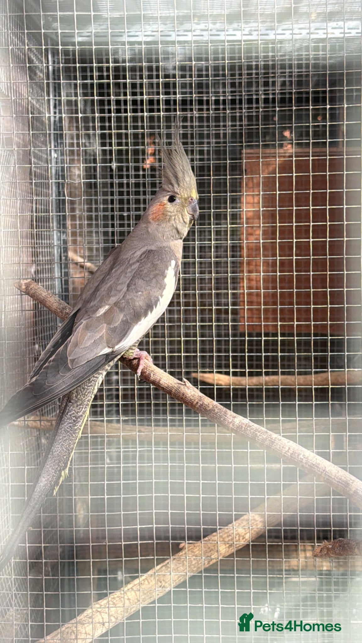Cockatiels birds Young Grey cockatiel for sale - Advert 16