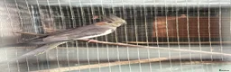 Cockatiels birds for sale: Young cockatiels for sale 12 weeks old - Advert 2