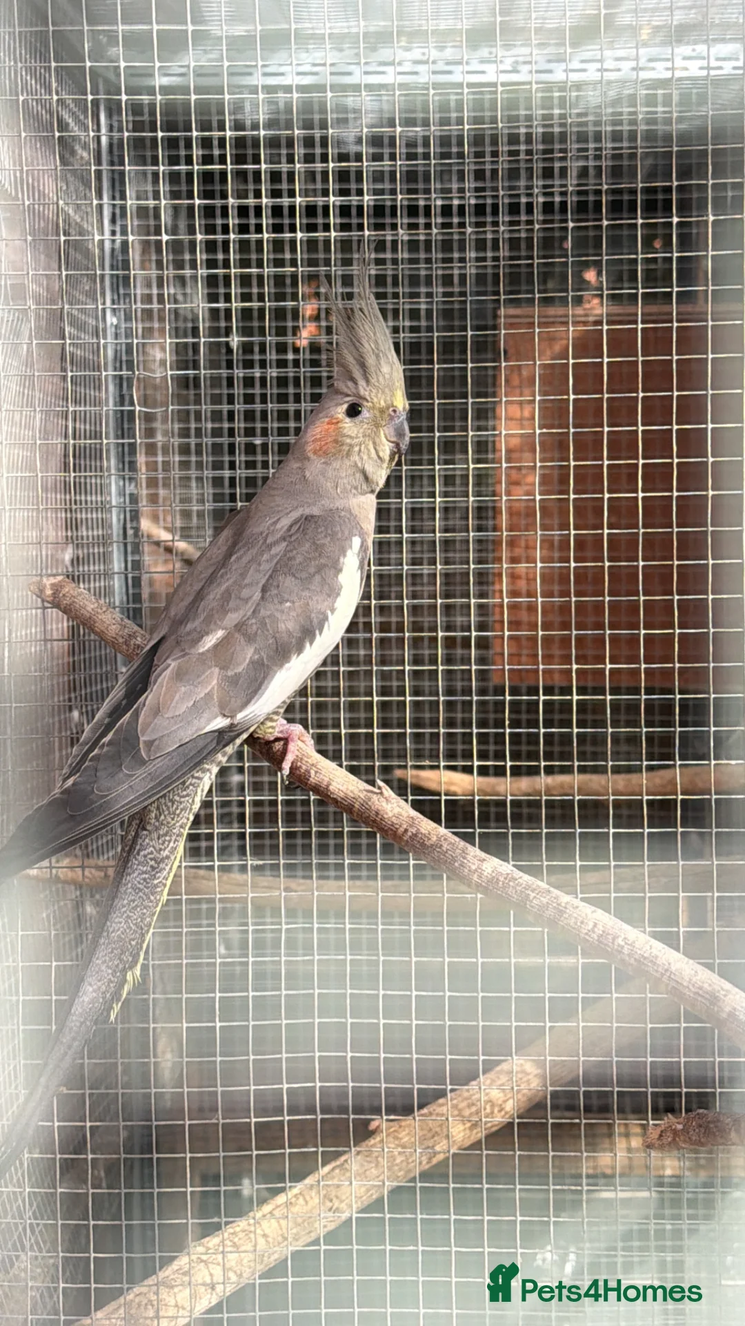 Cockatiels birds for sale: Young cockatiels for sale 12 weeks old - Advert 2