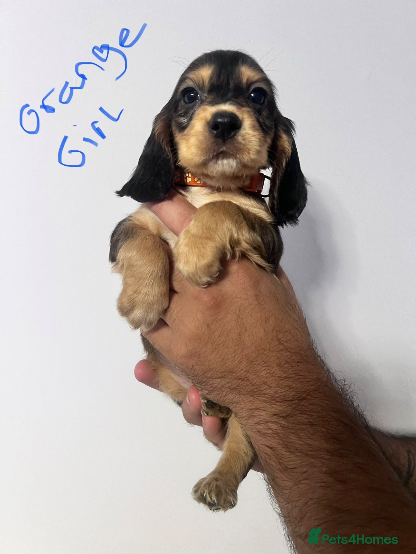 Cocker Spaniel dogs 🐶Stunning Show type cocker spaniels - Advert 2