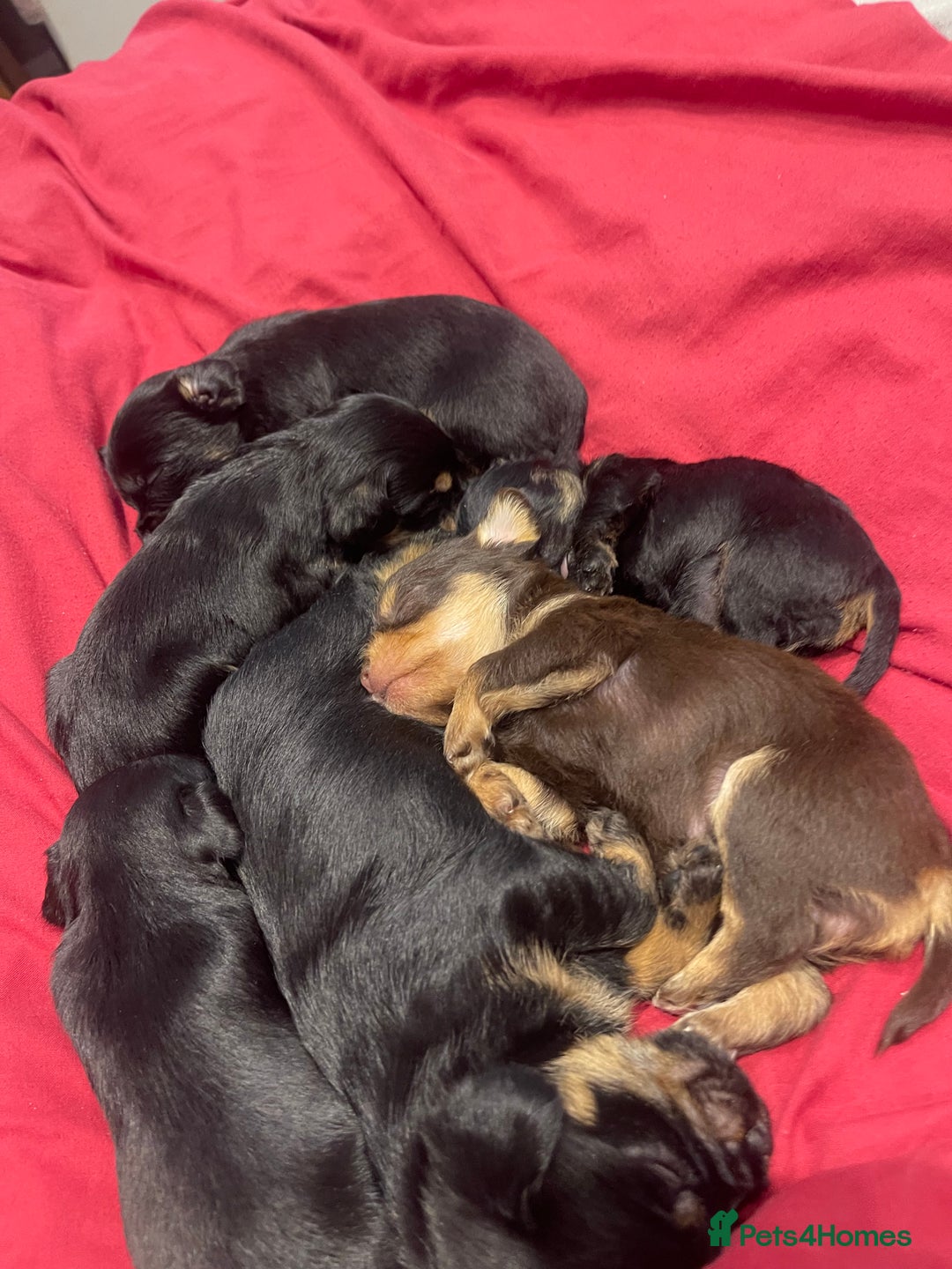 Mixed Breed dogs for sale: Jackapoo/French bulldog  - Advert 34