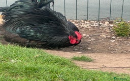 Chickens poultry for sale: Cockeral - Cochin breed  in Worksop - Image 5