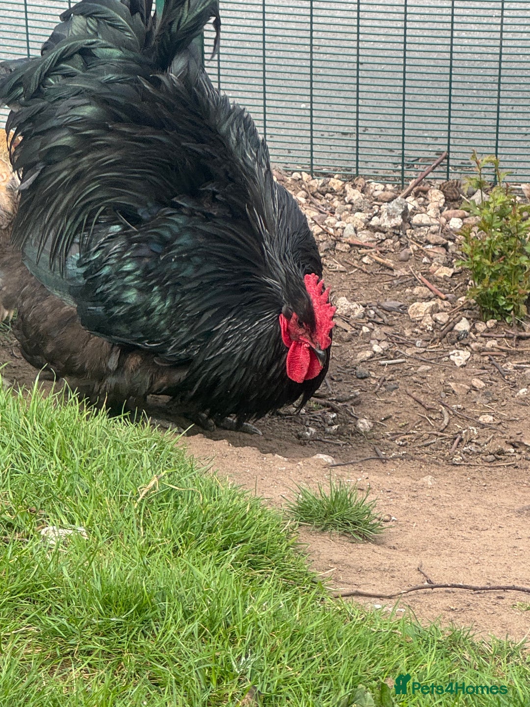 Chickens poultry for sale: Cockeral - Cochin breed  in Worksop - Image 5
