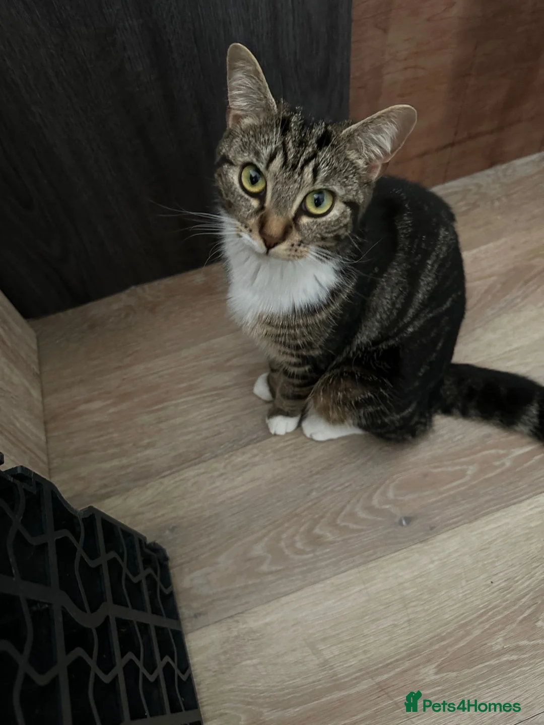 Mixed Breed cats for sale: Mushy  - Advert 6