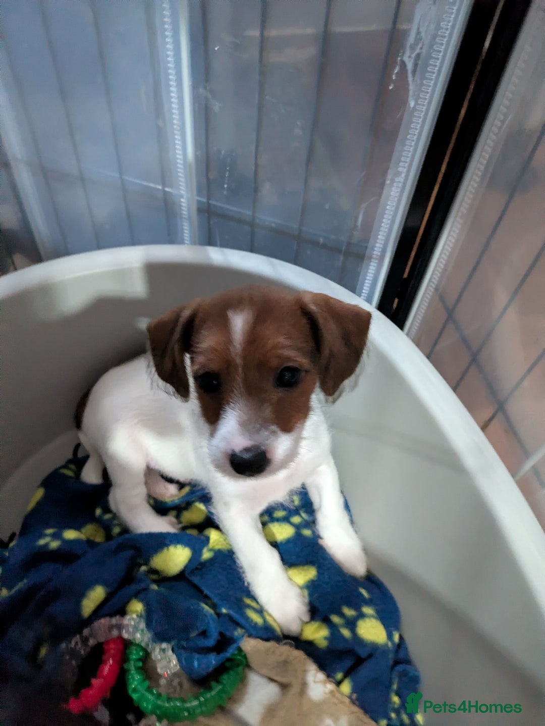 Mixed Breed dogs for sale: F1 jackcain  - Advert 27